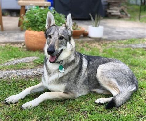 half timber wolf half german shepherd